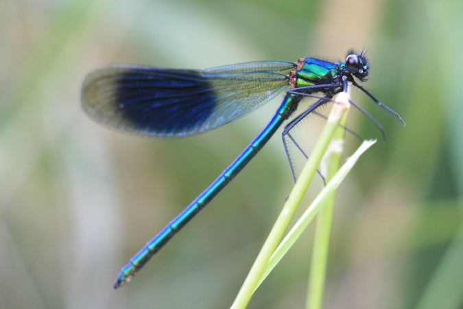 Insects of the Montgomery Canal | Canal Safari