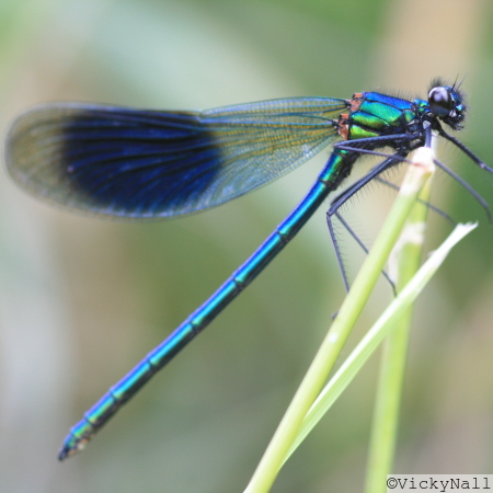 Banded Demoiselle