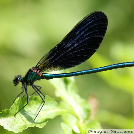 Beautiful Demoiselle