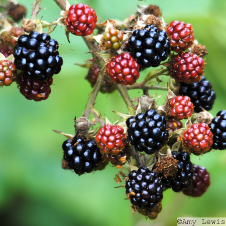 Bramble
