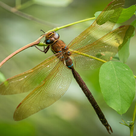 Brown Hawker