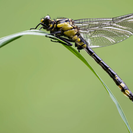 Common Club-tail