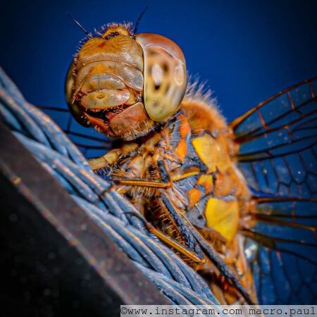 Common Darter