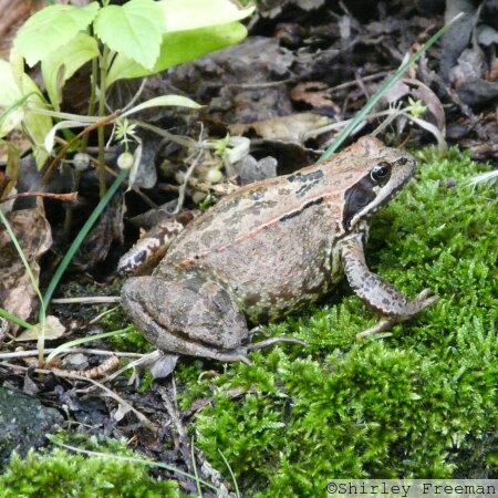 Common Frog