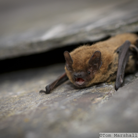 Common Pipistrelle Bat