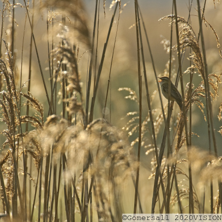 Common Reed