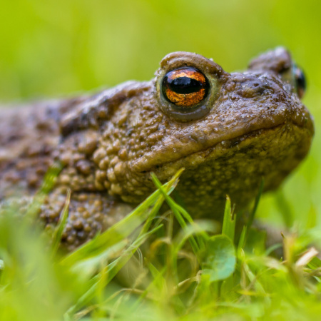 Common Toad