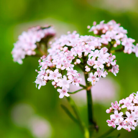 Common Valerian