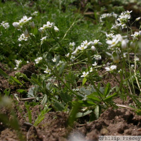 Common Whitlowgrass