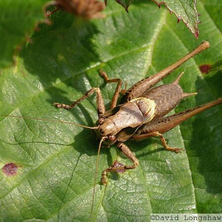 Dark bush-cricket