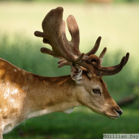Fallow Deer