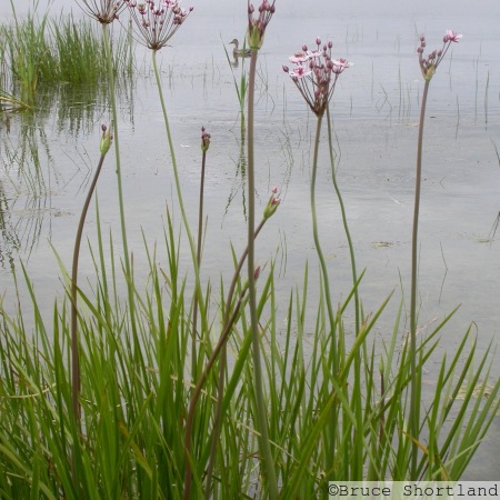 Flowering-rush