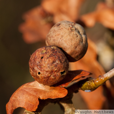 Galls / Mines