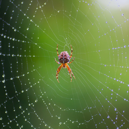Garden Cross Spider