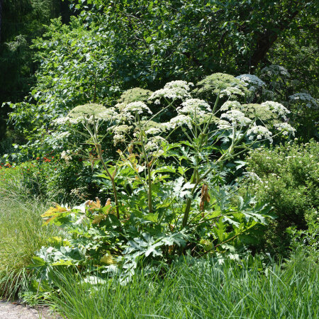 Giant Hogweed