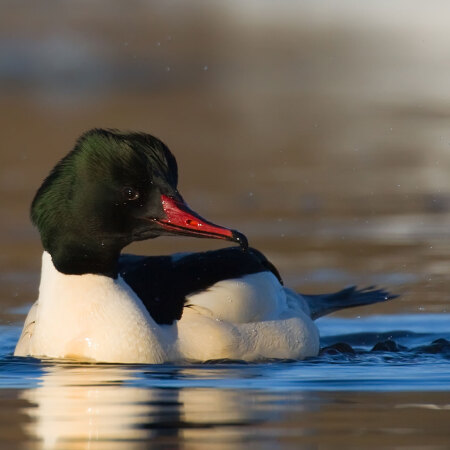 Goosander