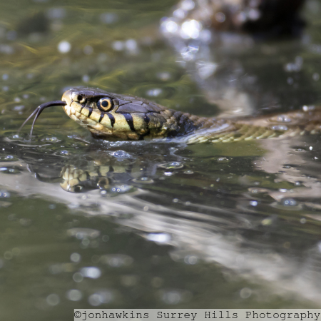 Grass Snake