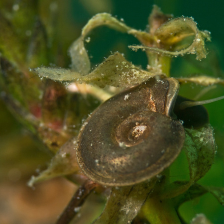 Great Ramshorn