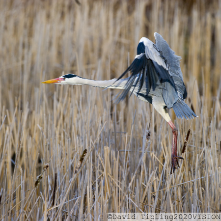 Grey Heron