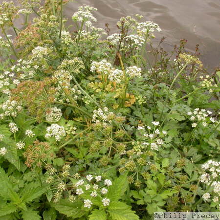 Hemlock