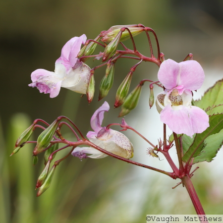Himalayan Balsam