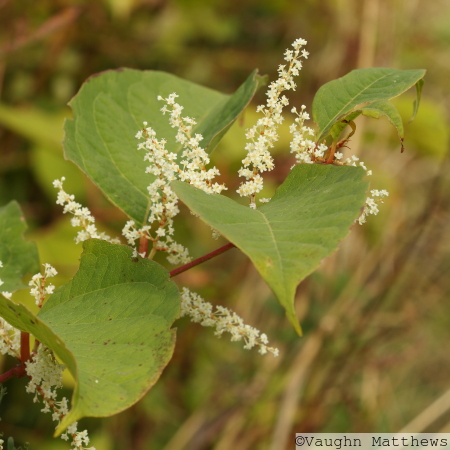 Japanese Knotweed
