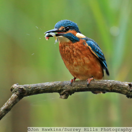 Kingfisher