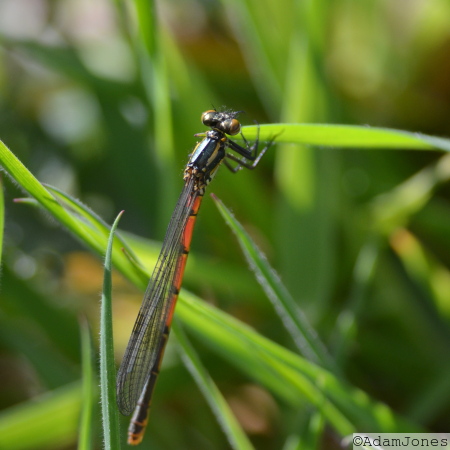 Large Red Damselfly
