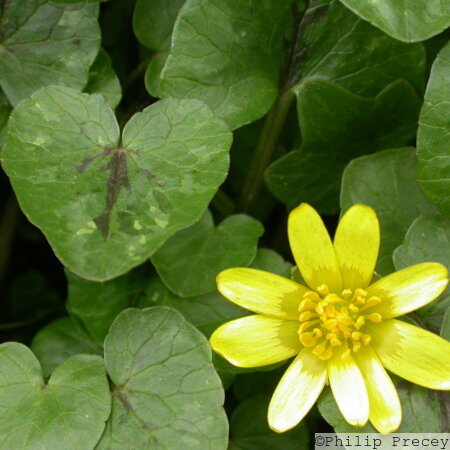 Lesser Celandine