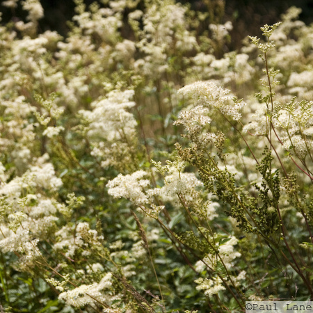 Meadowsweet