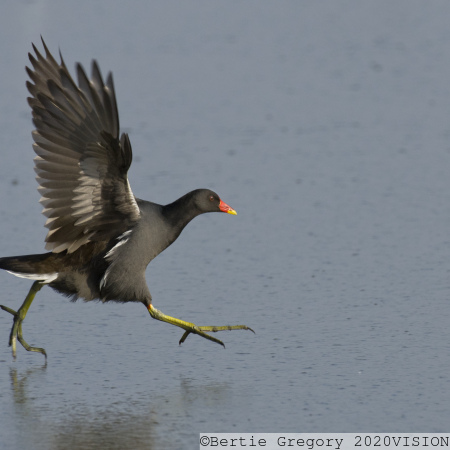 Moorhen