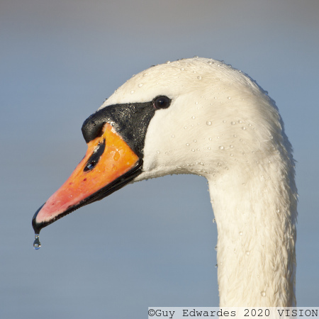 Mute Swan