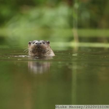 European Otter