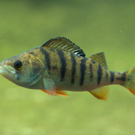 Perch