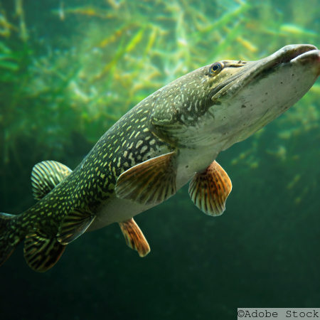 Pike