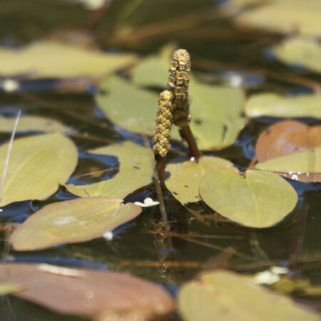 Pondweeds