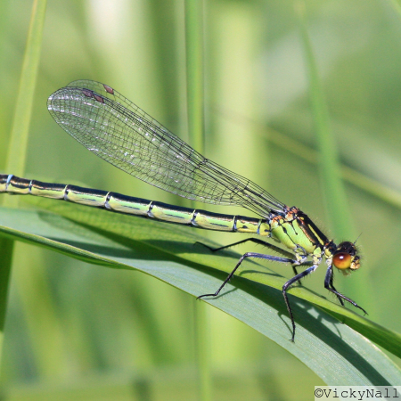 Red-eyed Damselfly