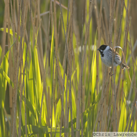 Reed Bunting