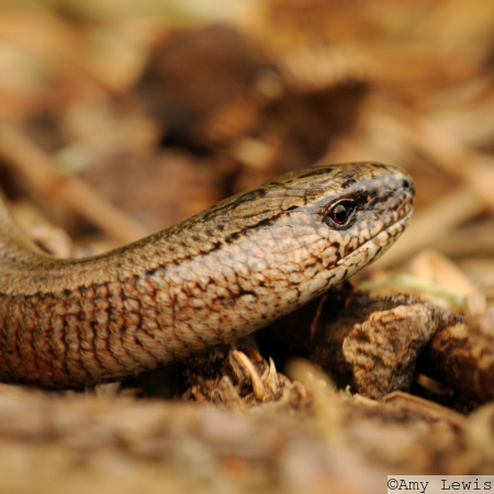 Slow-worm