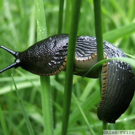 Slug