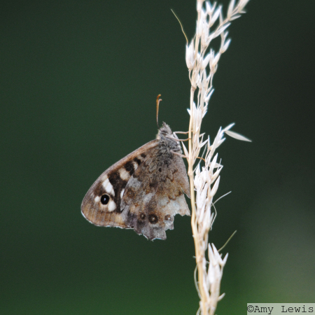 Speckled Wood