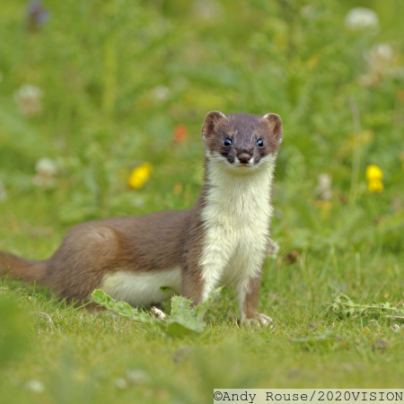 Stoat