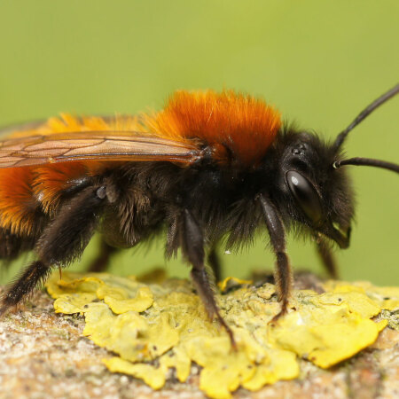 Tawny Mining Bee