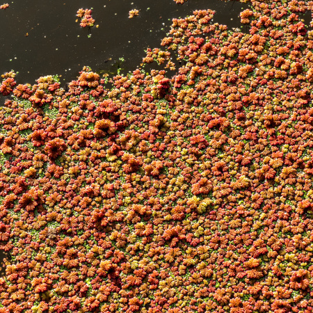 Water Fern