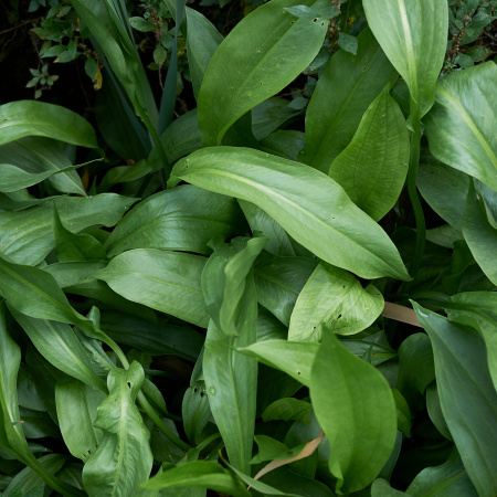 Water-plantain