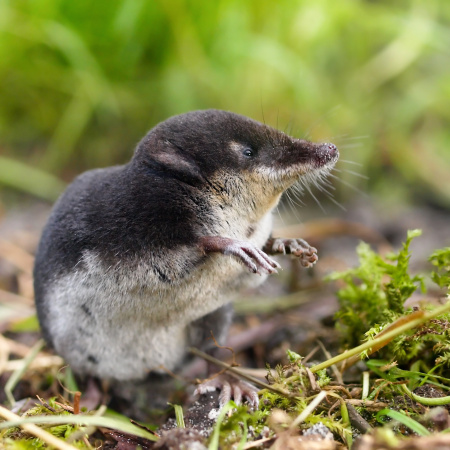 Water Shrew