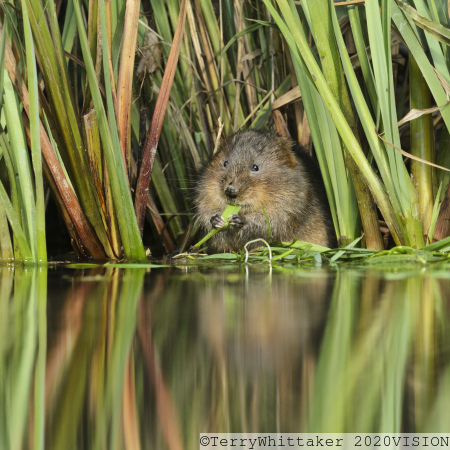 Water Vole