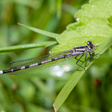 White-legged Damselfly