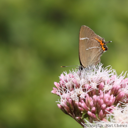 White-letter Hairstreak