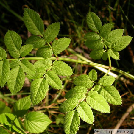 Wild Angelica
